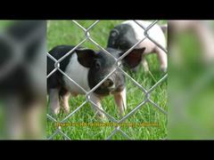 अमेरिकन टेम्प चेन लिंक बाड़ कपड़े 6 फीट X 8 फीट परिधि गश्ती पैनल जस्ती GAW