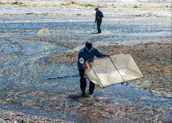 10meshx10mesh मिश्र धातु व्हाइटबेट जाल व्हाइटबेट जाल की मरम्मत या स्क्रीन बनाने के लिए