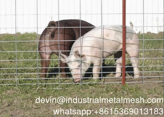 Wholesale Galvanized Fence 2X4 Welded Wire Mesh Panel From China