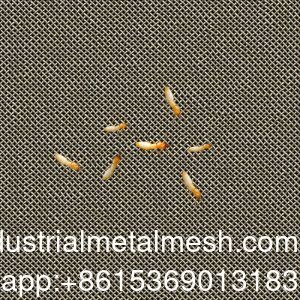 एआईएसआई 304 316 316L दीमक-रोधी स्टेनलेस स्टील बुना हुआ तार जाल स्क्रीन